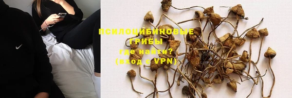 прущие грибы Щучье
